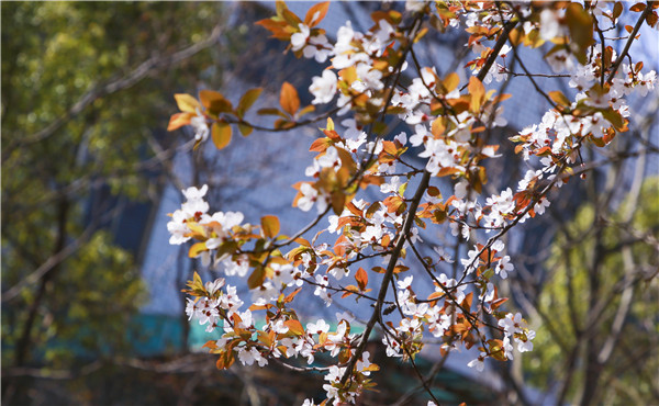 春暖花開，等你歸來——邀你云賞南新春景，以慰思念