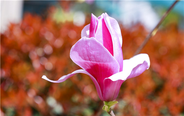 春暖花開，等你歸來——邀你云賞南新春景，以慰思念