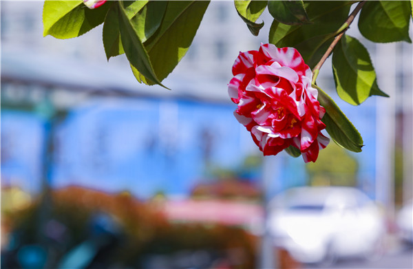 春暖花開，等你歸來——邀你云賞南新春景，以慰思念