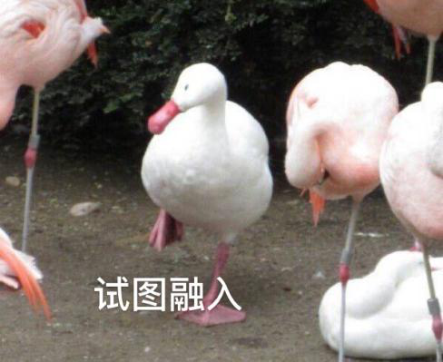 新華互聯(lián)網(wǎng)科技正式入駐Bilibili！會(huì)摩擦出什么樣火花呢？